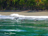 Brown Pelicans over surf